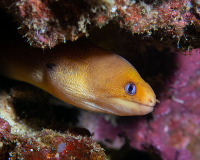 Dwarf Yellow Eel