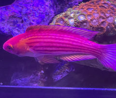 Earle's Fairy Wrasse: Male