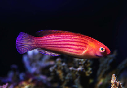 Earle's Fairy Wrasse: Female