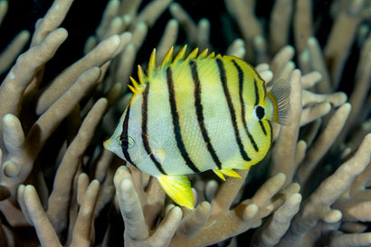 Eight Banded Butterfly