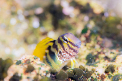 Elegant Blenny