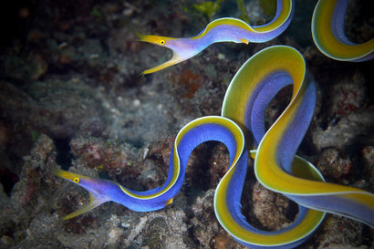 Eels