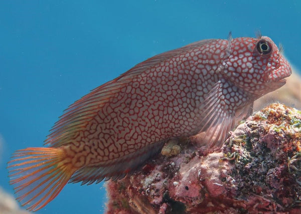 Ember Blenny: Super Male – Sea Dwelling Creatures