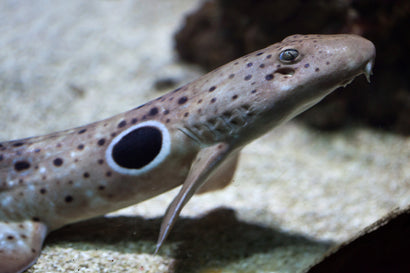 Epaulette Shark: Tank Raised