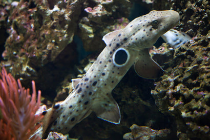 Epaulette Shark