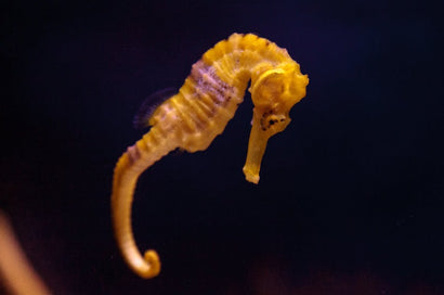 Erectus Seahorse: Color