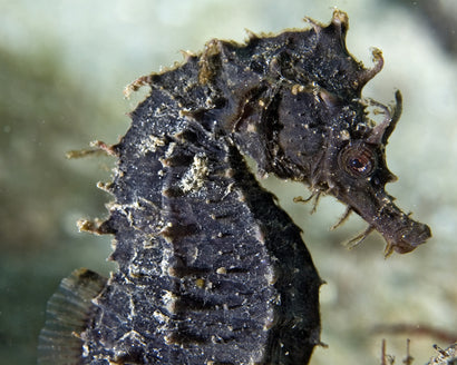 Erectus Seahorse: Black