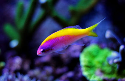 Evansi Anthias: Female