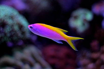Evansi Anthias: Male