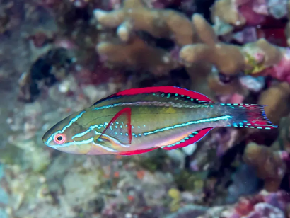 Exquisite Fairy Wrasse