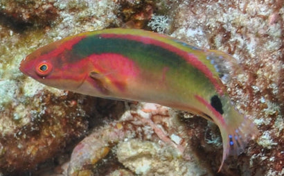 Exquisite Wrasse