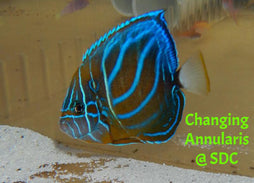 Annularis Angel: Changing