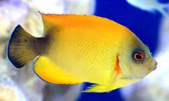 Blacktail Lemonpeel: Hybrid