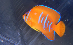 Clarion Angel: Tank Raised