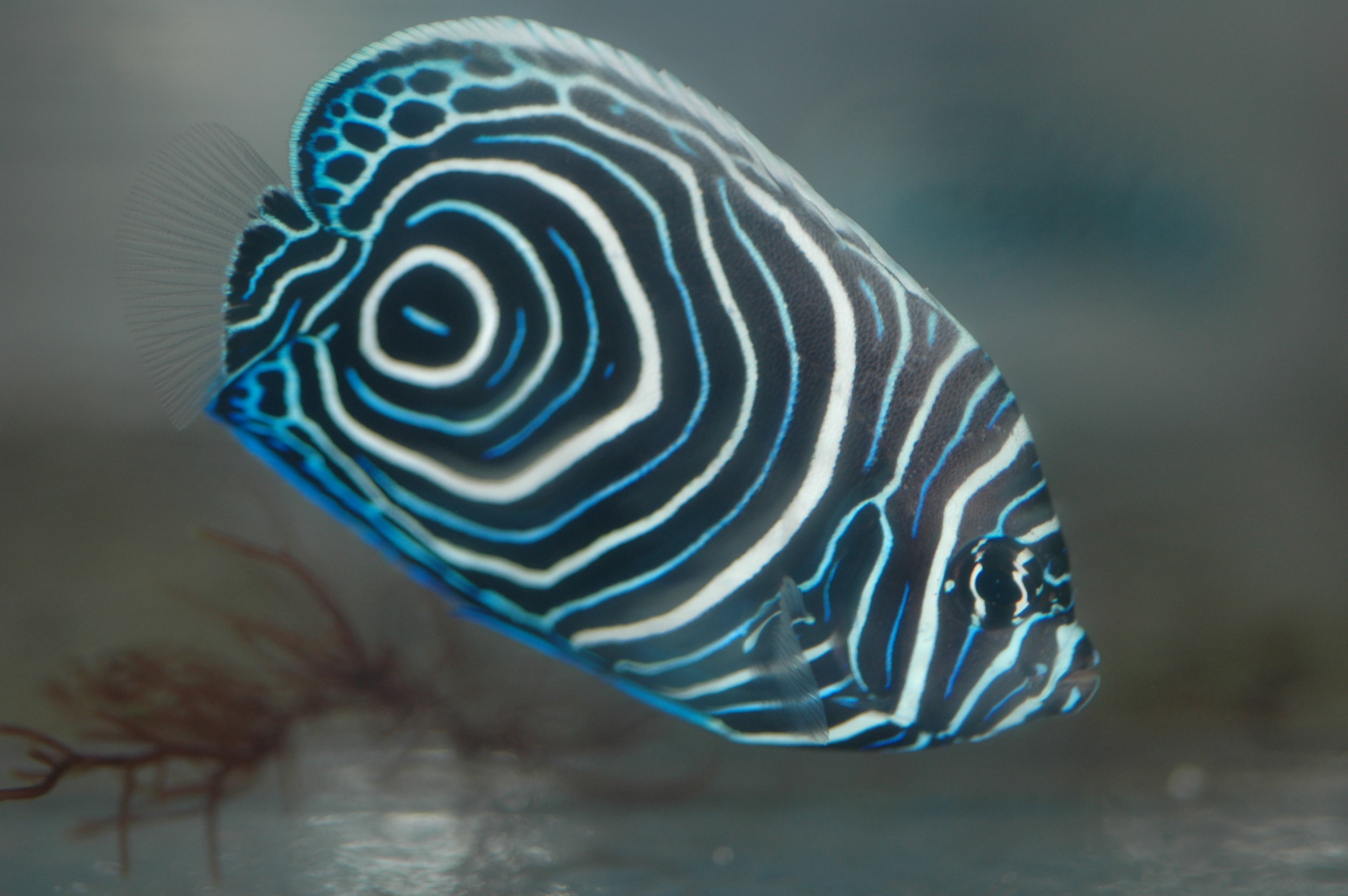 Juvenile Emperor Angelfish Facts