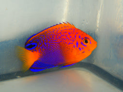 Interruptus Angelfish: Juvenile: Captive Bred