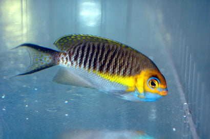 Masked Swallowtail Angel: Male