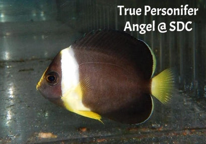 Personifer Angel TRUE Female