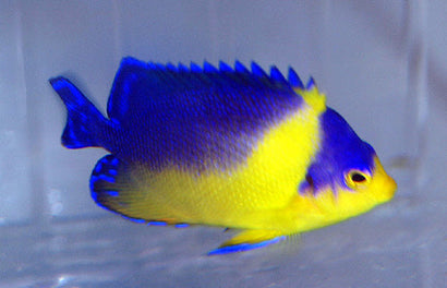 Venustus Angel