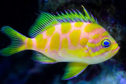 Borbonius (Blotchy) Anthias
