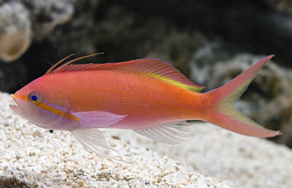 Carberry Anthias: Male