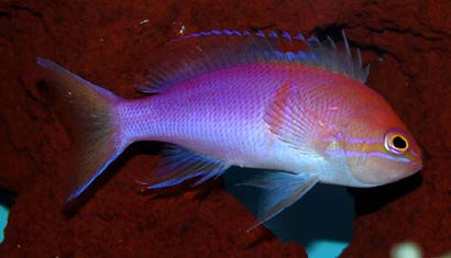 Carlson Anthias: Male