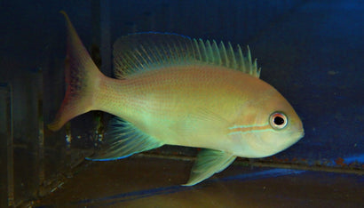 Charlene's Anthias: Female