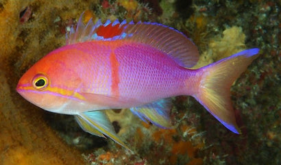 Charlene's Anthias: Male