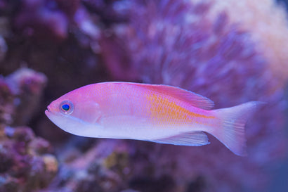 Cooper's Anthias