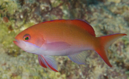 Coopers Anthias: Female