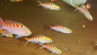 Flavoguttatus Anthias