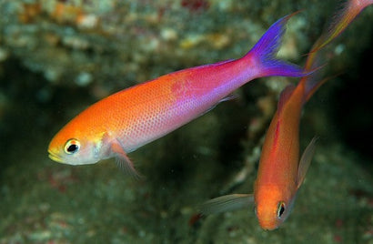 Luzon Anthias: Female
