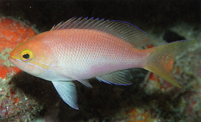 Orange Bar Anthias: Female