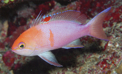 Orange Bar Anthias: Male