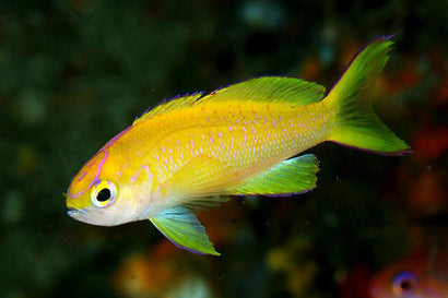 Parvirostris Anthias