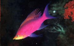 Purple Queen Anthias