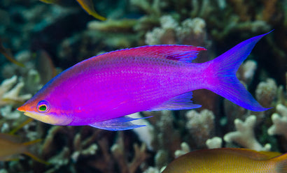 Purple Queen Anthias: Male