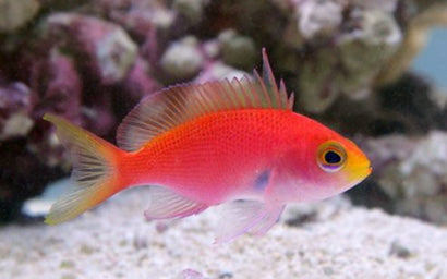 Randall's Anthias: Female