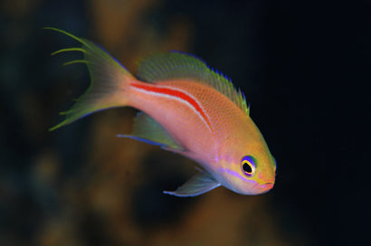 Rubrolineatus Anthias