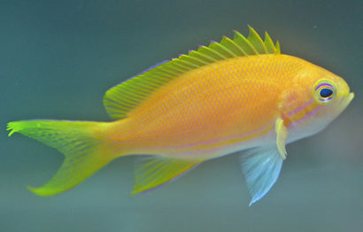 Square (Yellow) Anthias: Female