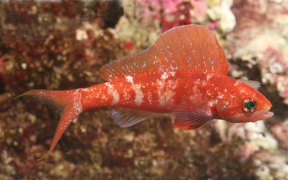 Squirei Anthias: Male