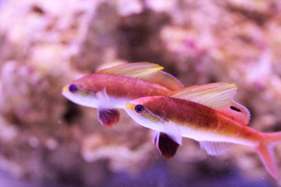 Stigmaticus Sailfin Anthias: Female