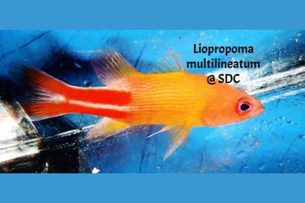 Multilineatum Basslet – Sea Dwelling Creatures