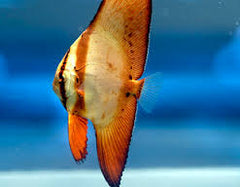 Orbiculate Batfish