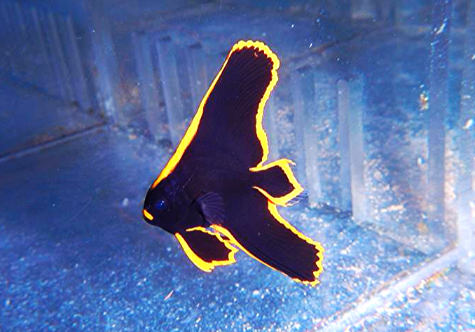 Pinnatus Batfish Tank Raised Sea Dwelling Creatures