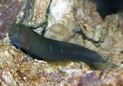 Bicolor Blenny: Female