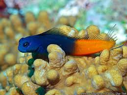 Bicolor Blenny: Male