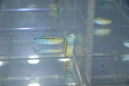 Blackline Blenny (Blue/Yel): Tank Raised