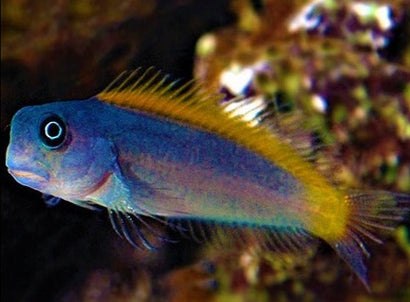 Blue & Gold Blenny