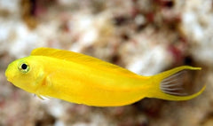 Canary Blenny: Yellow